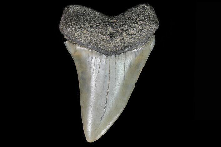 Large, Fossil Mako Shark Tooth - Georgia #75017
